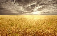 US Winter Wheat Belt Drought Conditions Improve Slightly