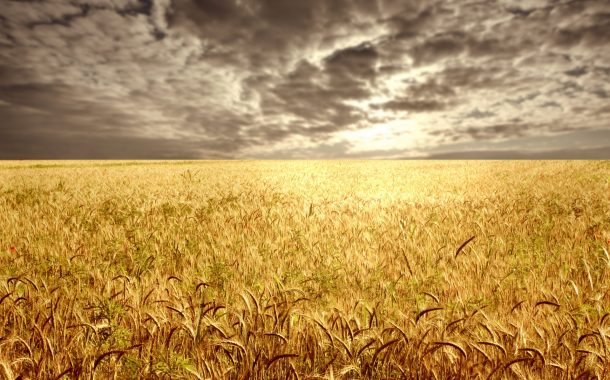 US Winter Wheat Belt Drought Conditions Improve Slightly