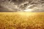 US Hard Winter Wheat Belt Crop & Soil Conditions Improve Further Due to Recent Rains